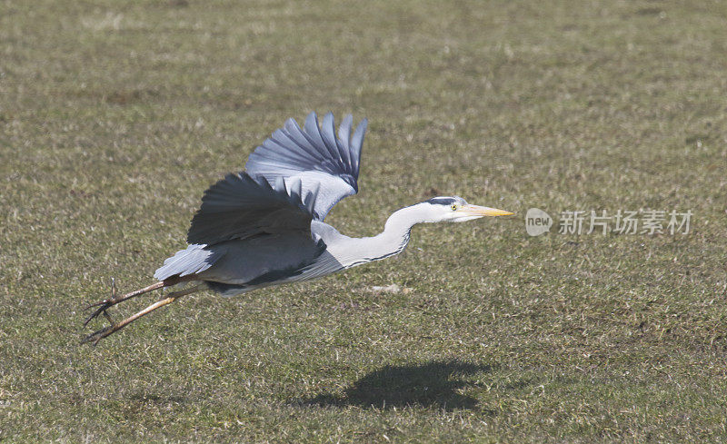 灰鹭(Ardea cinerea)在飞行